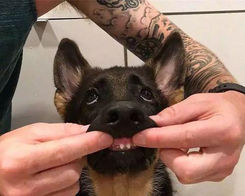 宠物狗的牙齿成长过程（掌握狗的长牙时机）
