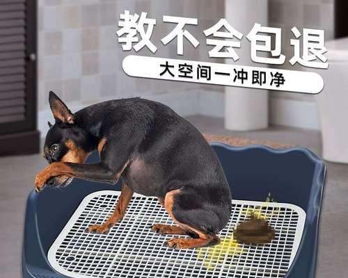 狗屎的颜色真相（探究狗屎颜色变化的原因）