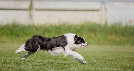 揭秘狗为什么跑步快的秘密（探究狗的生理构造和训练技巧）