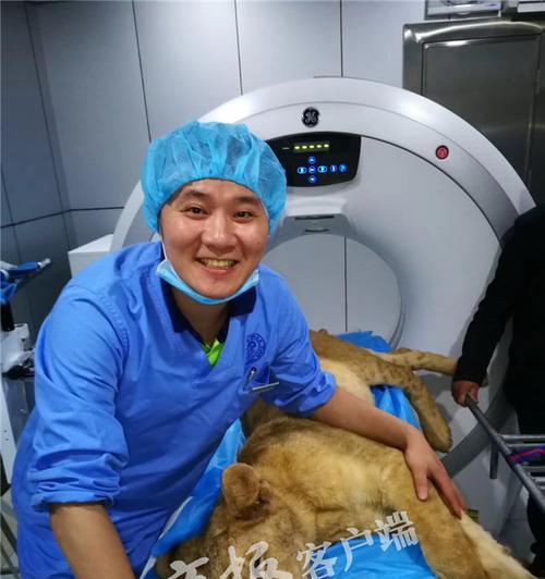 狗狗做CT扫描需要多少费用（宠物做CT扫描流程及相关费用详解）