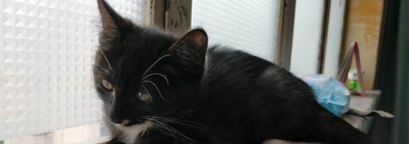 为你介绍最适合做宠物的黑猫品种（从性格、外貌、适应力三方面评价）