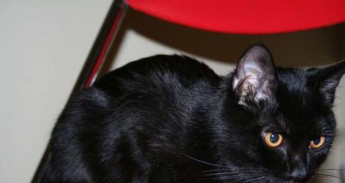 为你介绍最适合做宠物的黑猫品种（从性格、外貌、适应力三方面评价）