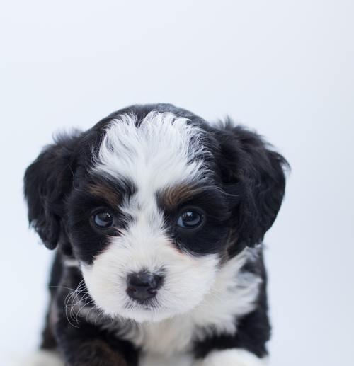 宠物犬的饮食——以奶为主（让你的爱犬喝到最适合的奶种）