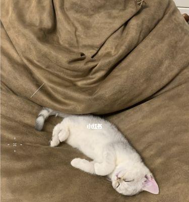 家里的猫咪为何总是不睡觉（探究猫咪睡眠习惯）