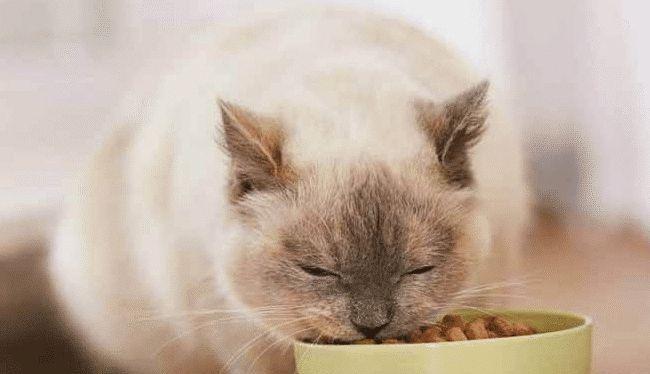 家猫的饮食习惯（了解宠物猫的饮食需求）