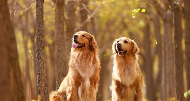 了解金毛犬的特性和养护，让它成为你生活中的好伙伴（了解金毛犬的特性和养护）