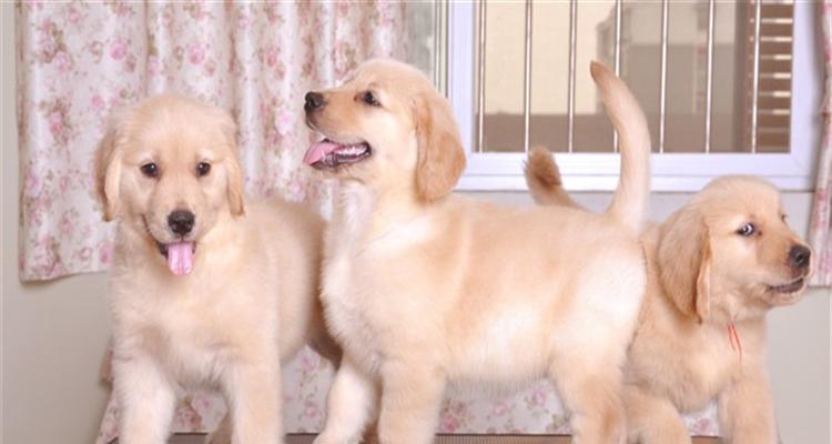 金毛犬价格揭秘——一只金毛犬到底要多少钱（宠物市场波动大）