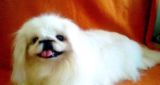 京巴犬——魅力的宠物（以其无与伦比的外表和温柔可爱的性格成为的宠物之一）