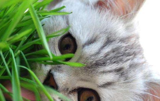 宠物猫草的合理喂养方法（掌握喂食量）