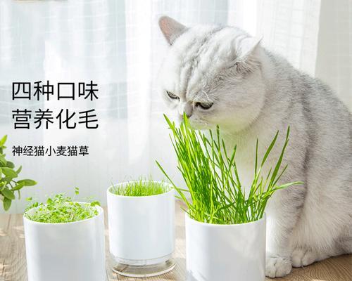 宠物猫草的合理喂养方法（掌握喂食量）