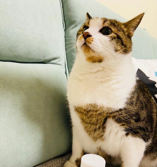 如何让宠物猫拥有顺滑的毛（掌握正确的饮食和护理方法）