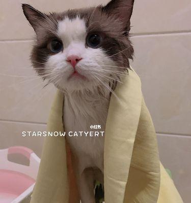 猫咪洗澡，正确时间你知道吗（以宠物为主）