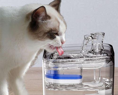 猫咪不喝水的天数有多长（揭秘猫咪的饮水习惯与保健方法）