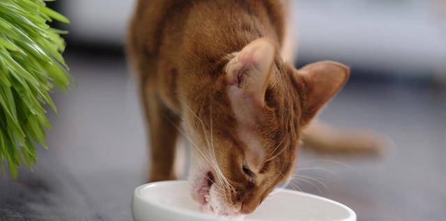 如何给宠物猫提供健康饮食