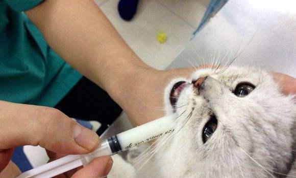 以猫三联之道，关注宠物健康（探讨猫三联的原理及实践）