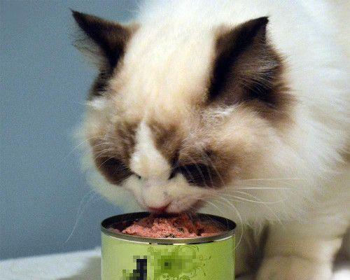 关于猫的喂食时间（科学喂食让猫咪更健康）