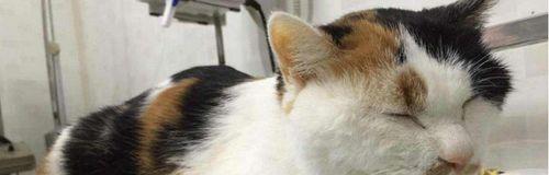 探究猫咪黄疸的原因及治疗方法（以宠物为主）