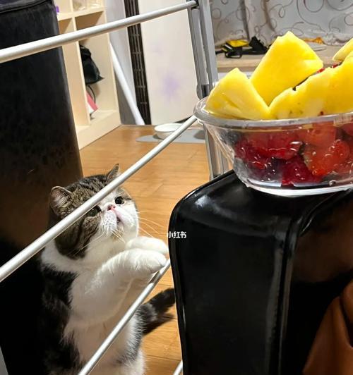 猫咪不肯吃水果的原因及解决方法（以宠物为主）