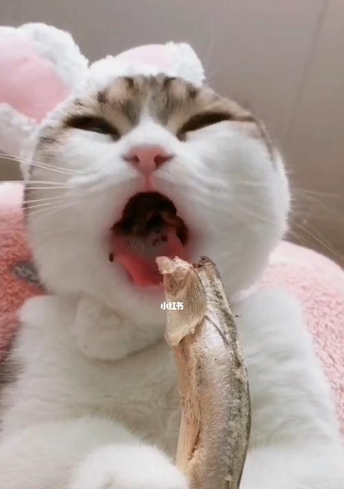 猫咪不能吃盐（了解宠物的饮食需求）
