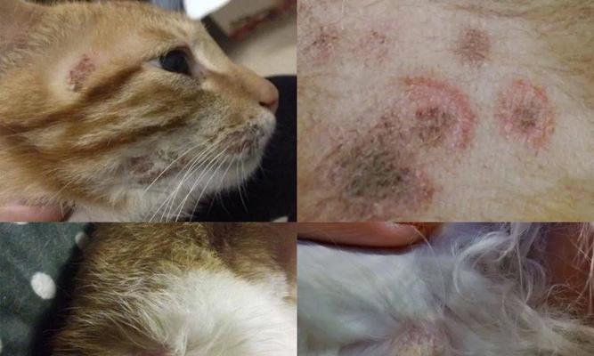 猫咪常见皮肤病大揭秘（了解症状预防治疗）