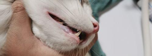 猫咪的牙齿生长过程（探究宠物猫咪口腔健康知识）