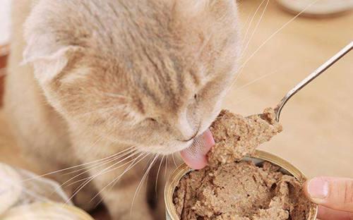 猫咪为什么吃东西那么快（探讨宠物猫咪进食习惯的原因和解决方法）