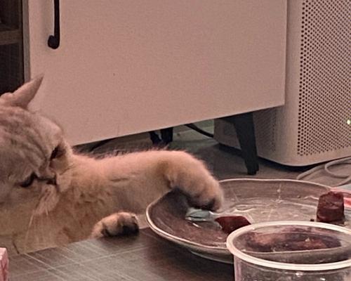猫咪为什么吃东西那么快（探讨宠物猫咪进食习惯的原因和解决方法）