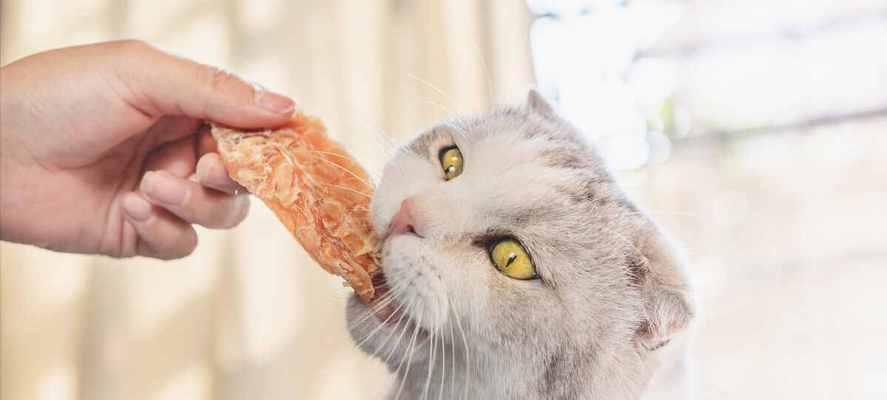猫咪为什么吃东西那么快（探讨宠物猫咪进食习惯的原因和解决方法）