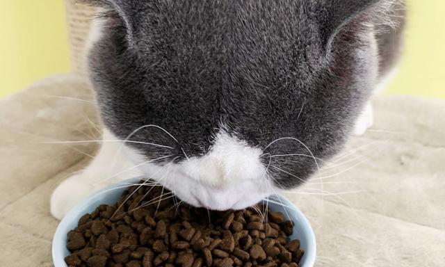 猫咪的成长之路——以吃猫粮为主（从幼猫到成猫）