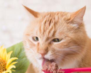 猫咪吃湿粮的好处（为什么要给猫咪吃湿粮）