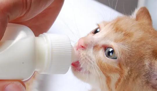 猫咪如何获取足够的蛋白质（以宠物为主）