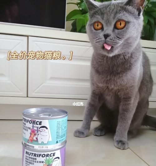 猫咪吃酸的食物该注意什么（了解宠物的口味）