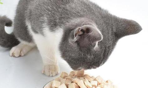 猫咪吃酸的食物该注意什么（了解宠物的口味）