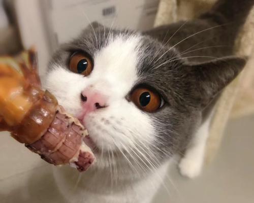 猫咪吃虾的好处与注意事项（宠物猫咪是否适合吃虾）