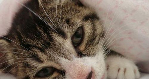 猫咪喘气症状大揭秘——如何辨别和治疗（呼吸急促、口唇发紫）