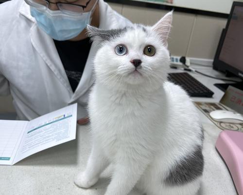 猫咪打疫苗的重要性（了解宠物打疫苗的基本知识）
