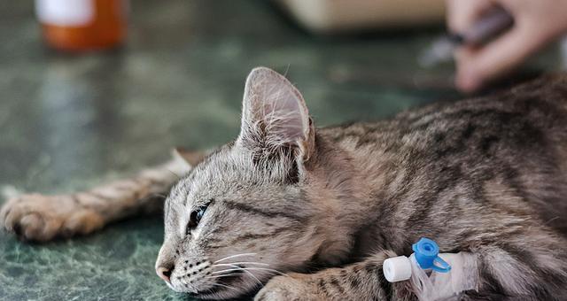 猫咪打针后出现过敏反应的原因与应对方法（如何避免宠物打针后过敏反应）