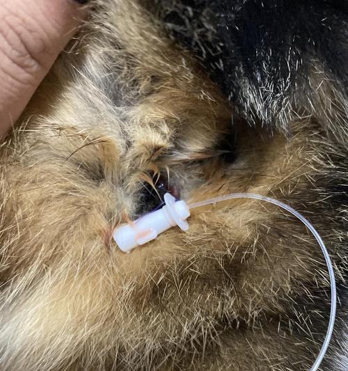 猫咪导尿管的使用方法和注意事项（让猫咪远离尿路感染的有效工具）