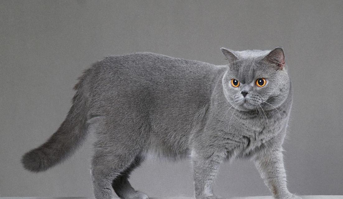 揭秘宠物猫咪灰色屎的原因（从健康饮食到病理变化）