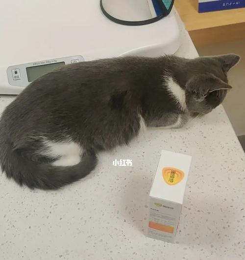 宠物猫咪的拉稀问题解决方法（宠物猫咪拉稀的原因和预防措施）