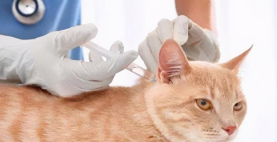 如何预防和治疗宠物猫咪肚子的线虫感染（从饮食）