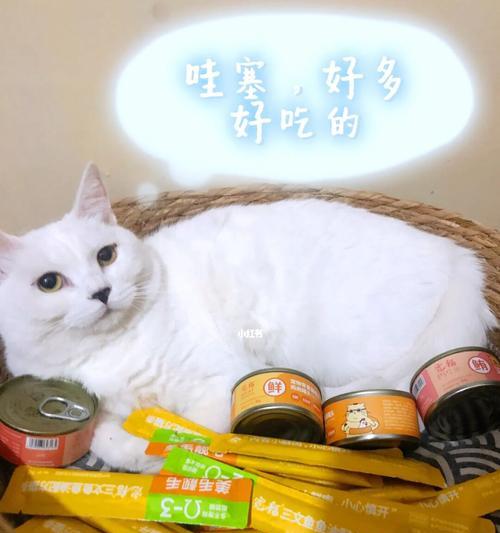 猫咪断粮后该如何调整饮食（以宠物为主）