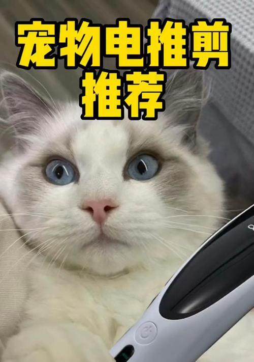 猫咪的毛发修剪时间（宠物猫咪剃毛的正确时间和方法）