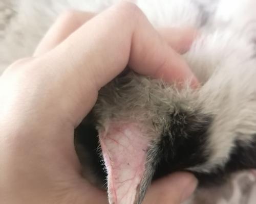 宠物猫耳朵掉毛原因分析（掌握正确护理技巧）