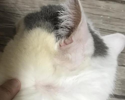 宠物猫耳朵掉毛原因分析（掌握正确护理技巧）