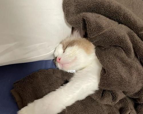 猫咪分娩前睡觉的重要性（宠物猫咪分娩前为何要多睡觉）