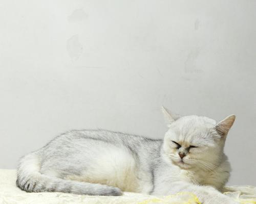 猫咪腹水摸会痛，如何识别与治疗（宠物健康必知）