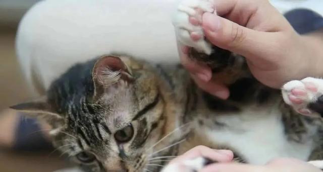 揭秘猫咪腹水——如何识别和治疗（以宠物为主）