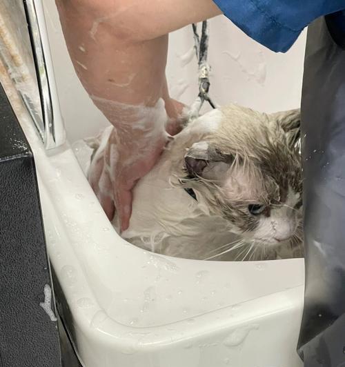 猫咪洗澡的正确时间（猫咪洗澡频率）