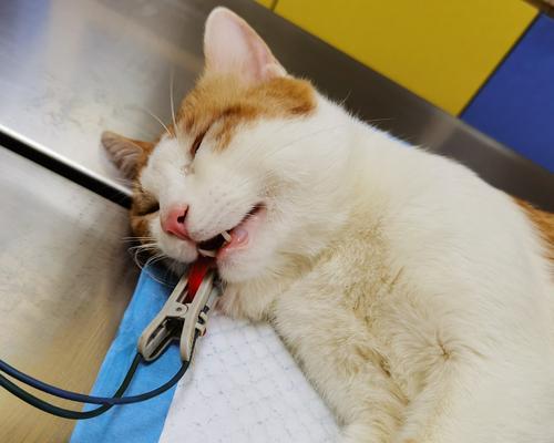 猫咪好大打疫苗指南（以宠物为主）